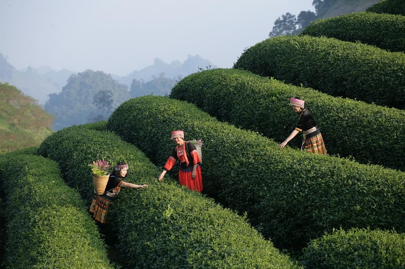 Farm-to-Table Experiences